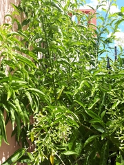 Cestrum glanduliferum