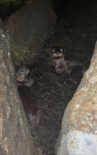 North American River Otter photographed in Massachusetts