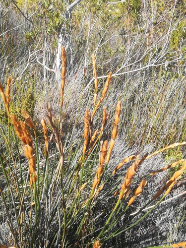 Image of Elegia persistens by (c) Noeleen du Toit, some rights reserved (CC BY-SA)
