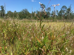 Persicaria hirsuta