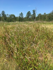 Persicaria hirsuta