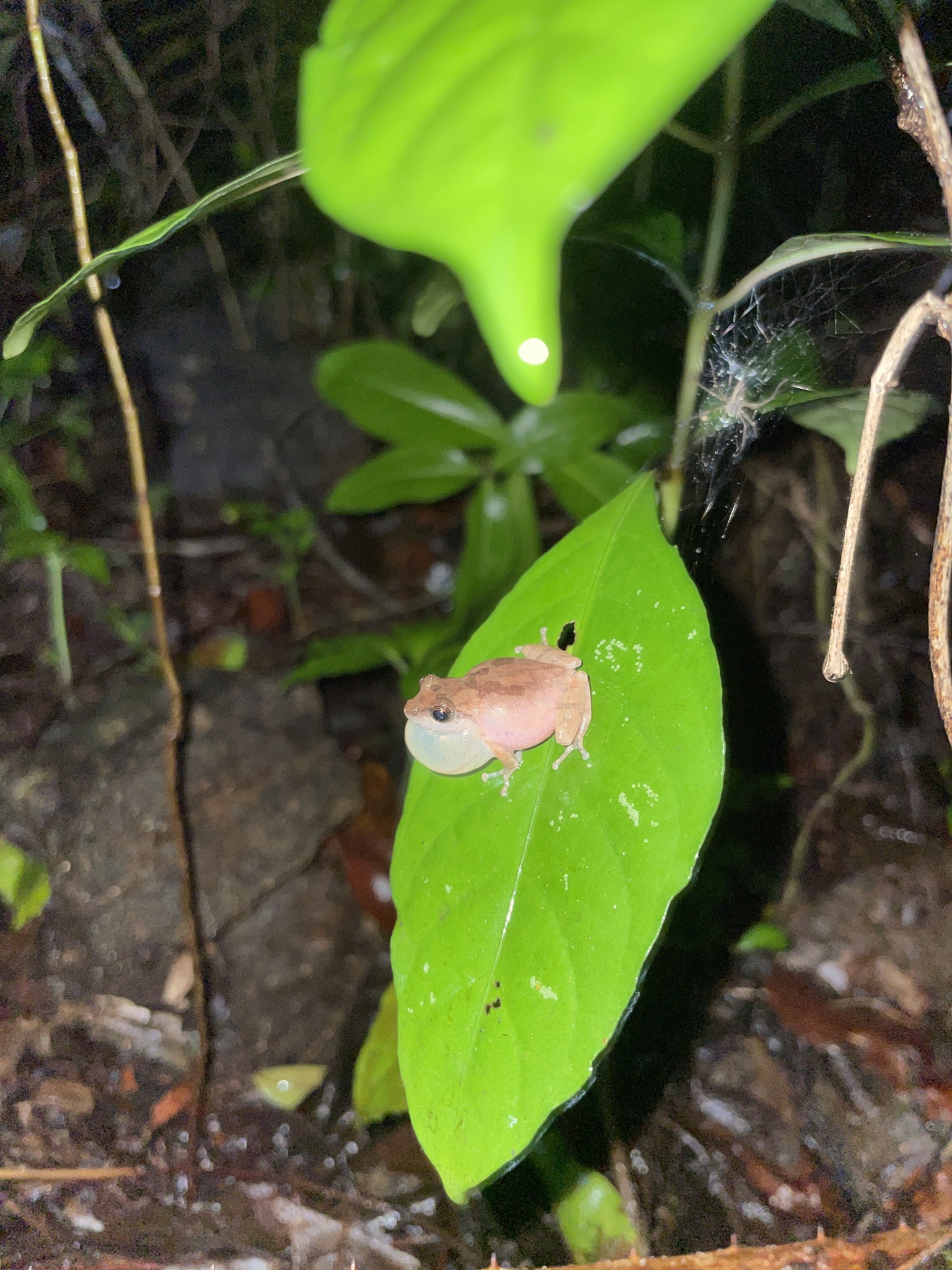 Wynaad Brown Eared Shrub Frog