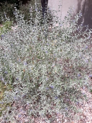 Caryopteris × clandonensis