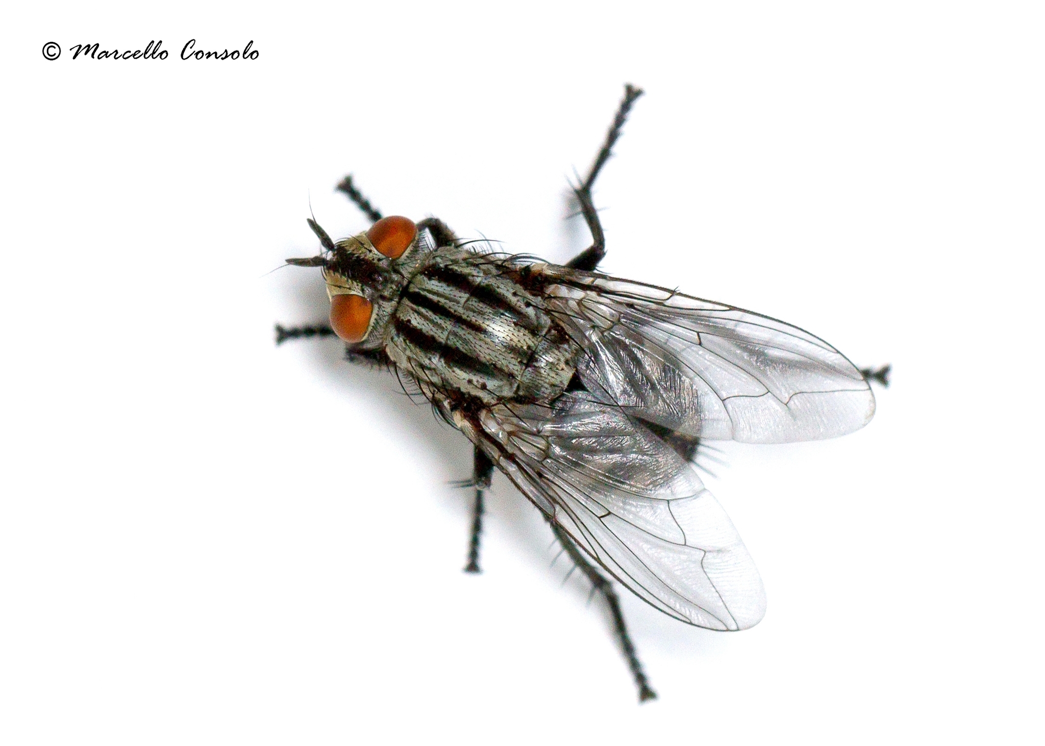 Common Flesh Fly (Sarcophaga carnaria) · iNaturalist