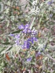 Caryopteris × clandonensis