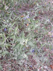 Caryopteris × clandonensis