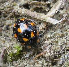 Coccinella leonina