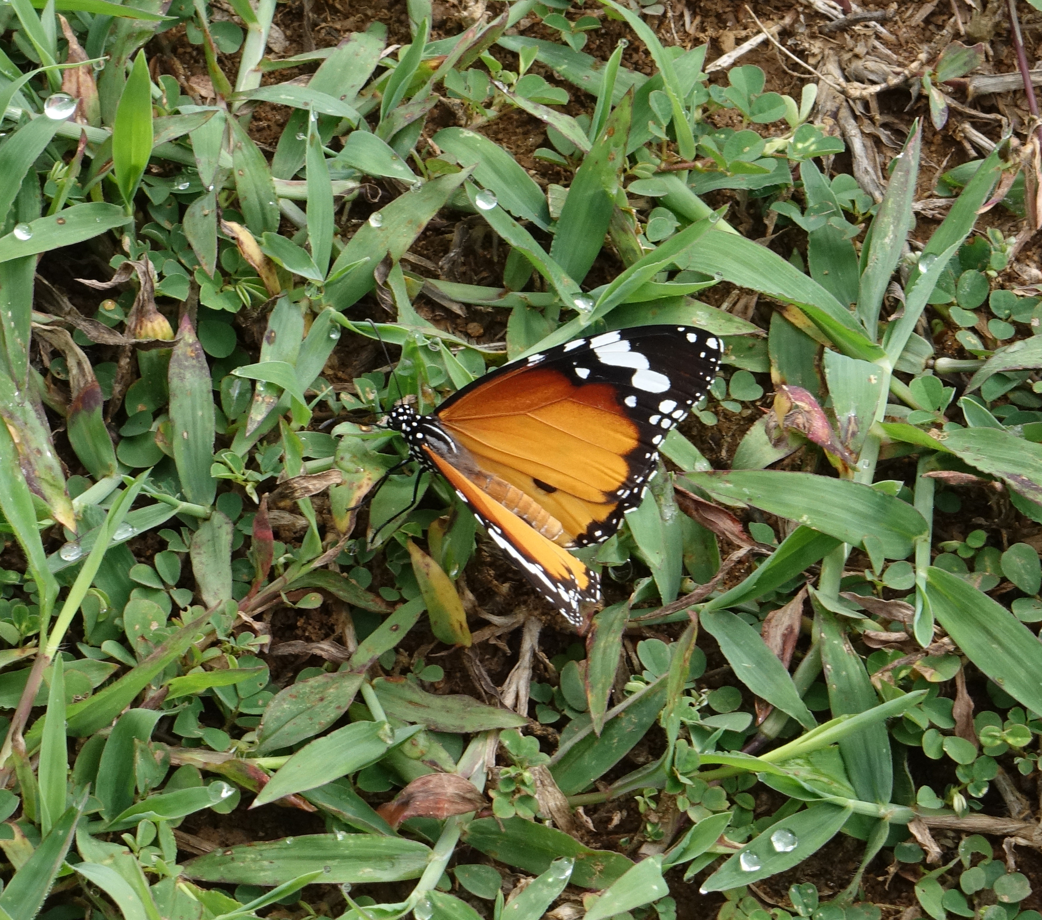 Plain Tiger