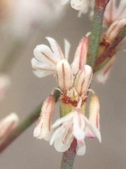 Eriogonum baileyi