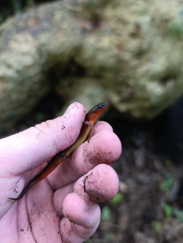 Scincella nigrofasciata