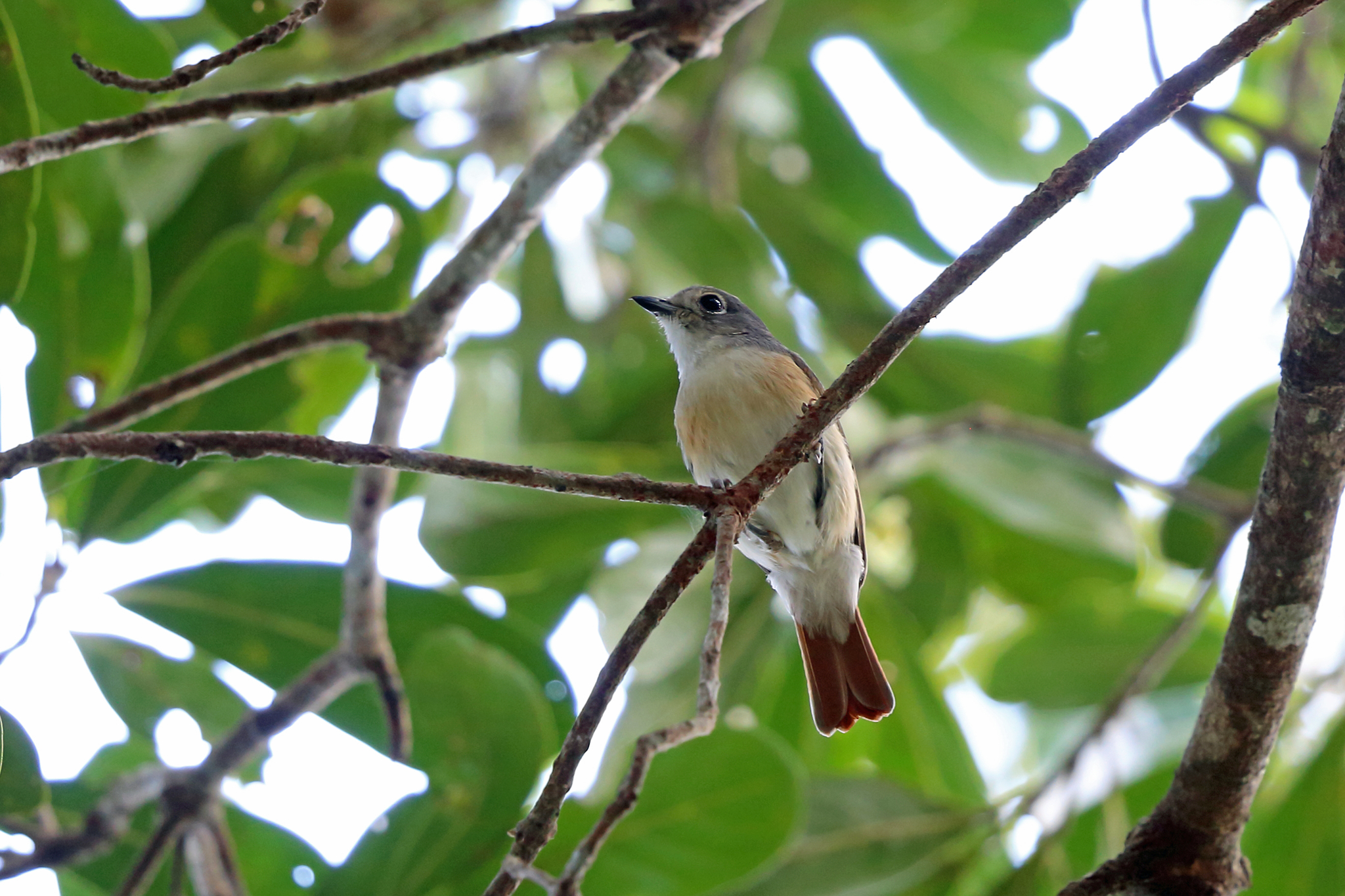 Red-tailed Vanga illustration