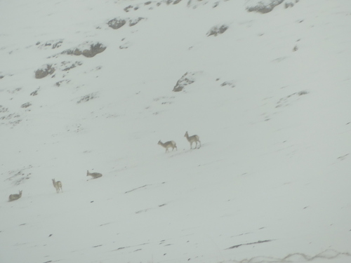 Tibetan Gazelle