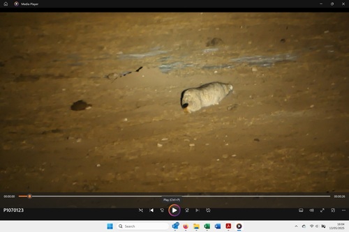 Pallas' Cat
