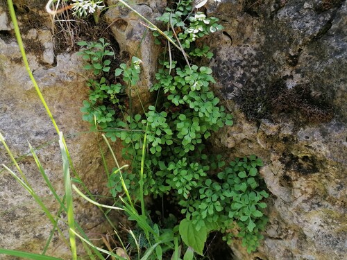 Наблюдение на iNaturalist