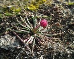 Armeria maritima sibirica