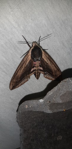 Privet Hawkmoth, 's-Gravenland, Capelle aan den IJssel, Nederland, photo 10 of 10