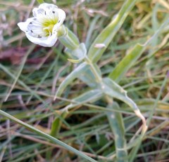 Cerastium maximum