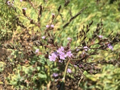 Limonium ramosissimum