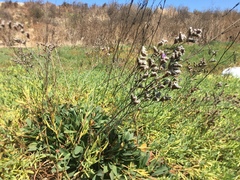 Limonium ramosissimum