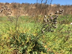 Limonium ramosissimum