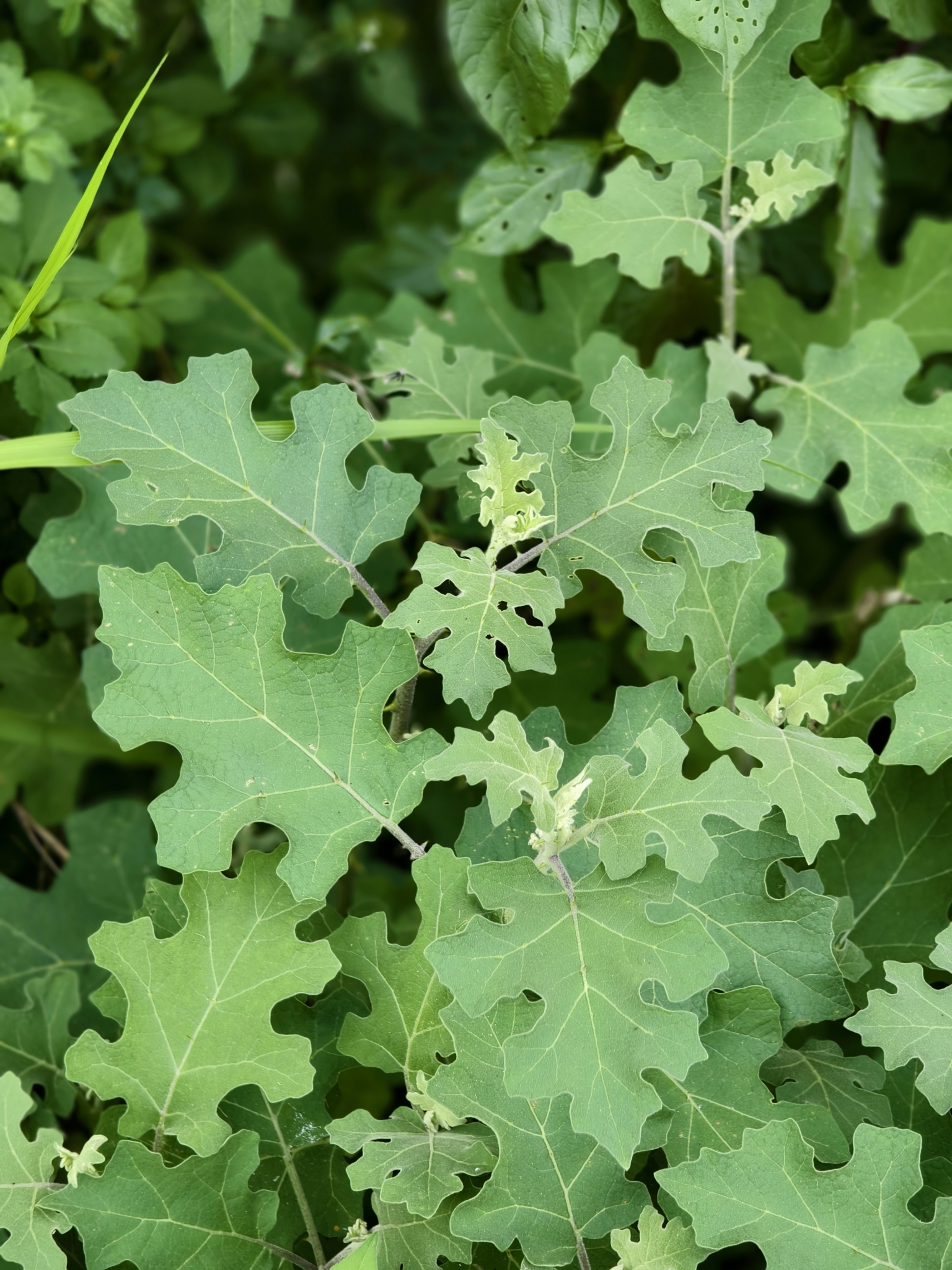 Solanum violaceum (Solanum violaceum)