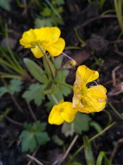 Ranunculus propinquus subborealis