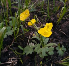 Ranunculus propinquus subborealis