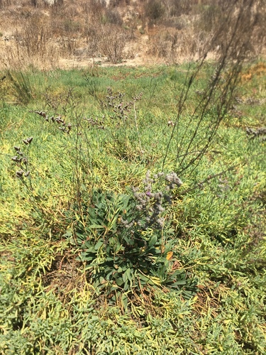 iNaturalist observation photo of Algerian sea lavender