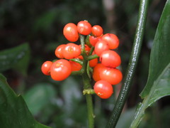 Palicourea racemosa