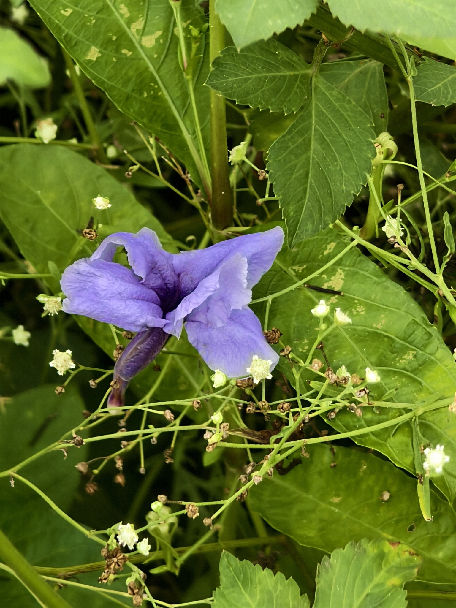 Ruellia tuberosa — ảnh 3