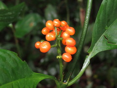 Palicourea racemosa