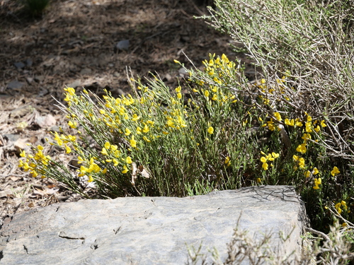 Cytisus balansae, photograph 4
