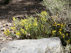 Cytisus balansae, photograph Andreas Taeger, CC BY, iNaturalist via GBIF