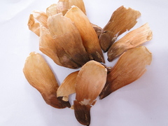 Pterygota brasiliensis