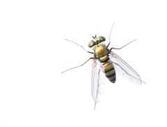 Condylostylus armipes