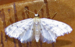 Idaea bonifata