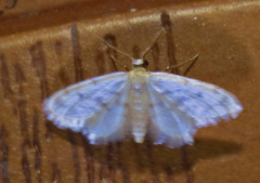 Idaea bonifata