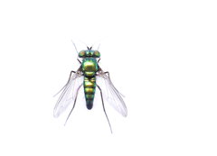Condylostylus armipes