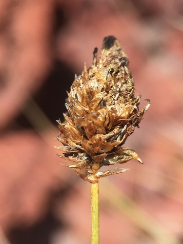 Image of Carex breweri by (c) Matt Berger, some rights reserved (CC BY)