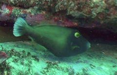 Eubalichthys bucephalus