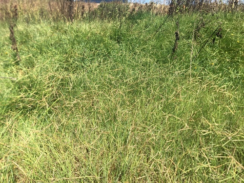 iNaturalist observation photo of Bermuda grass