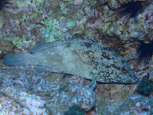 Clipperton grouper (Epinephelus clippertonensis) — Serranidae — 5