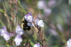 Bombus vagans bolsteri