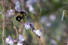 Bombus vagans bolsteri