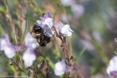 Bombus vagans bolsteri