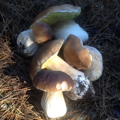 Boletus edulis