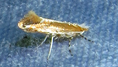 Cameraria quercivorella