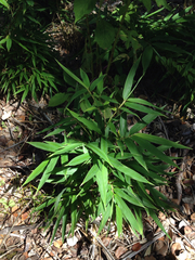 Phyllostachys nigra henonis