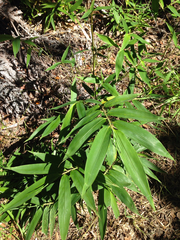 Phyllostachys nigra henonis