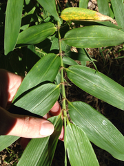Phyllostachys nigra henonis